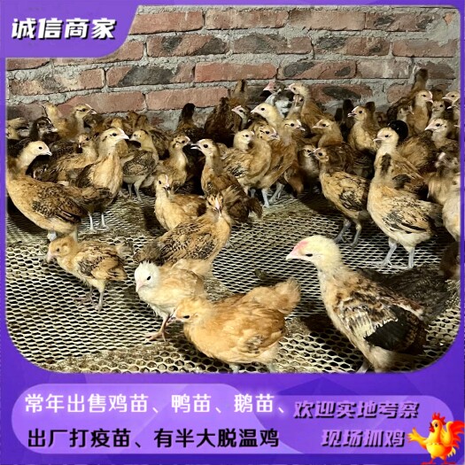 衡阳出售饲养一个月麻羽绿壳蛋鸡苗脱温鸡苗土鸡脱温鸡打了疫苗