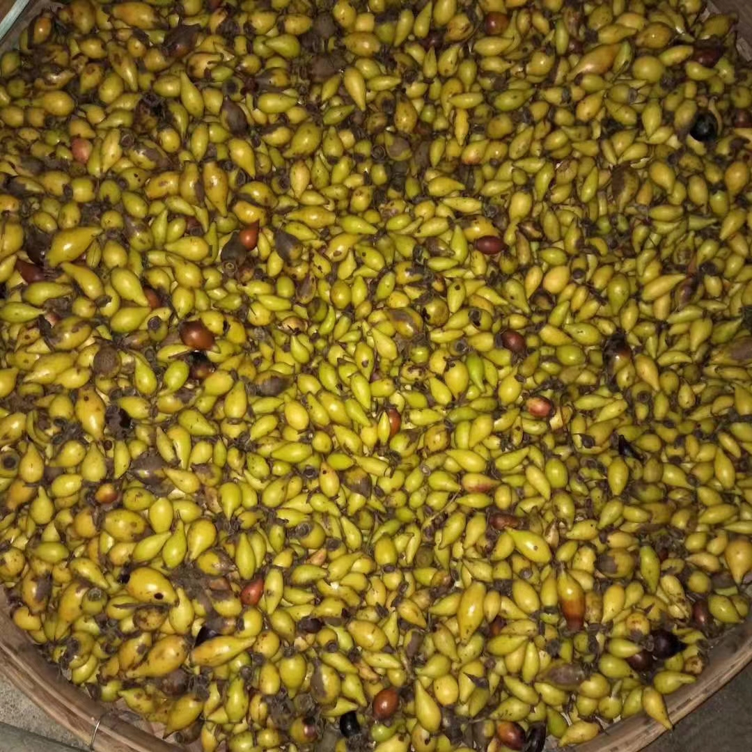 无刺金樱子苗 金樱子苗批发