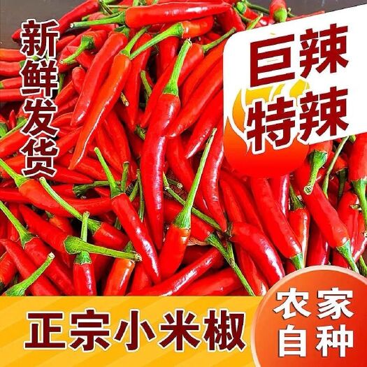 禹州市小米辣，魔鬼辣，新鲜辣椒