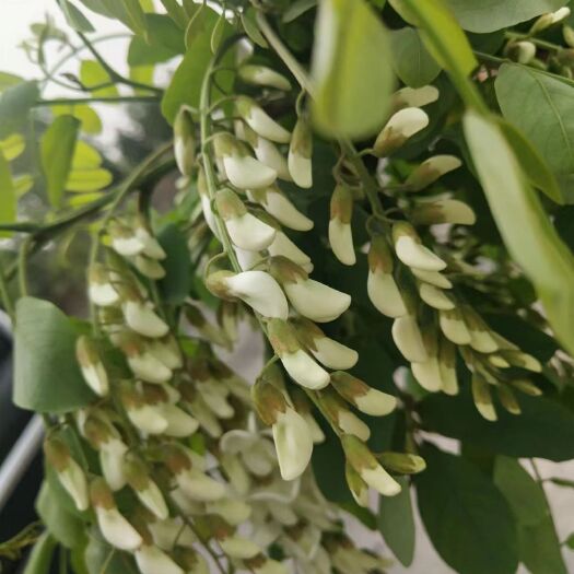 鲁山县鲜洋槐花，需要的可以联系