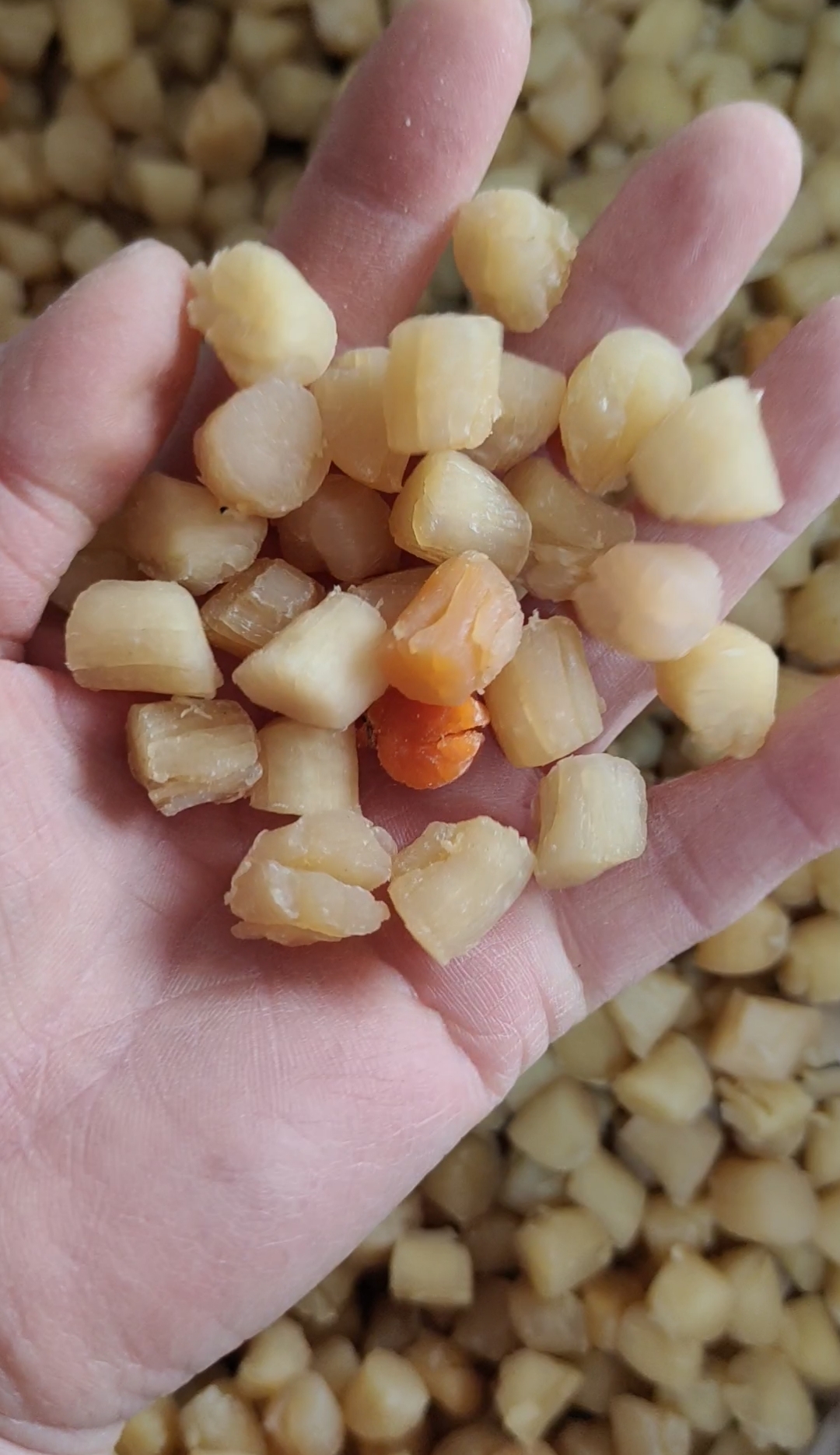 滨州扇贝丁！干贝瑶柱！质量特别好！淡干无盐干度好！产地直发无差价