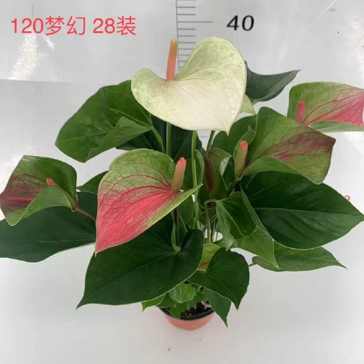 广州红掌