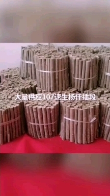 临清市107速生杨