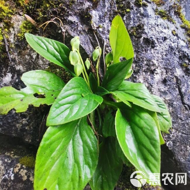 贵州新鲜岩白菜 现采现发岩白菜新鲜天然中药材