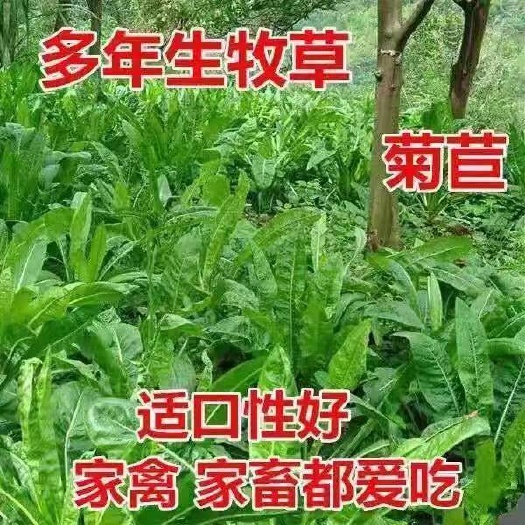 大叶菊苣四季牧草