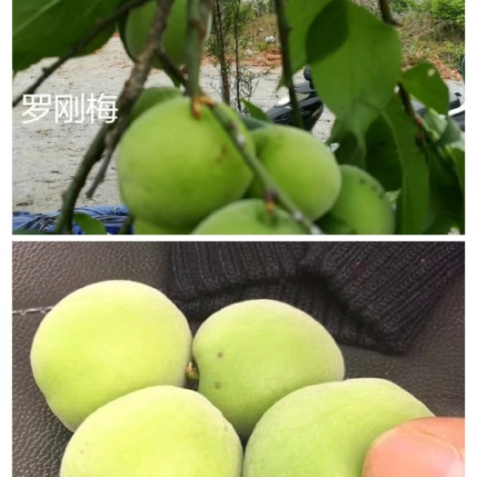 青梅