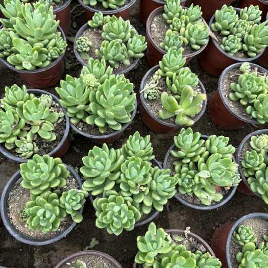 唐河县多肉植物春萌8-12cm