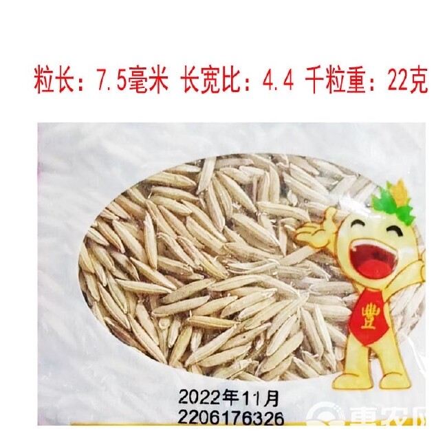 猫牙玉针香米稻谷种子 常规矮杆长粒香稻种 原种浓香优质稻