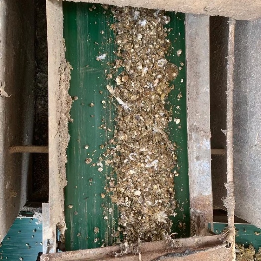 湛江纯