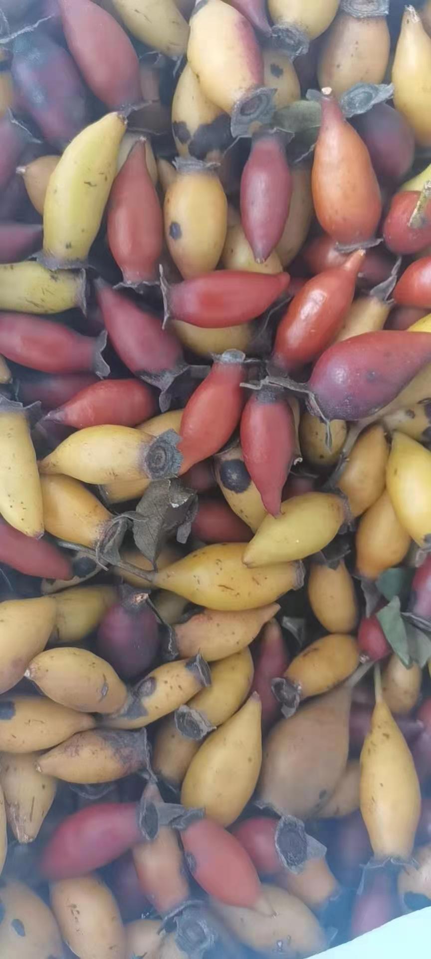 无刺金樱子苗 金樱子苗批发