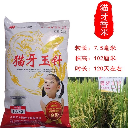 常德猫牙玉针香米稻谷种子 常规矮杆长粒香稻种 原种浓香优质稻