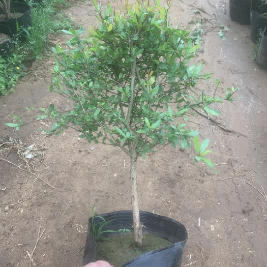 青州市石榴盆栽开花石榴观果盆栽耐活好养红花紫花