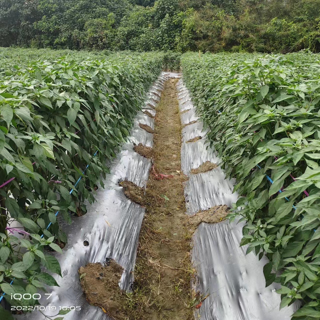 （现货）朝天椒苗 小米椒苗 辣椒苗 广东种苗育苗基地直发