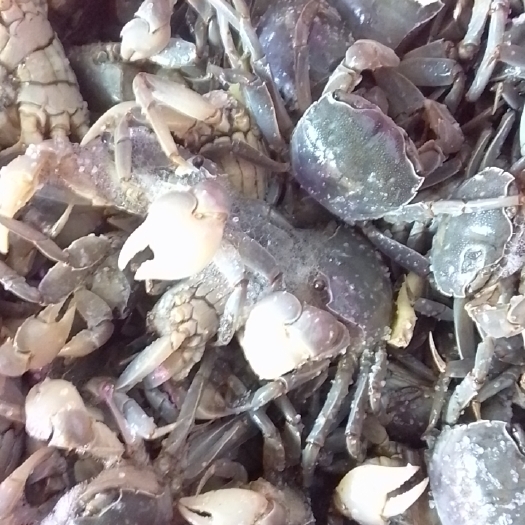 东港市白玉蟹，嘟噜噜蟹