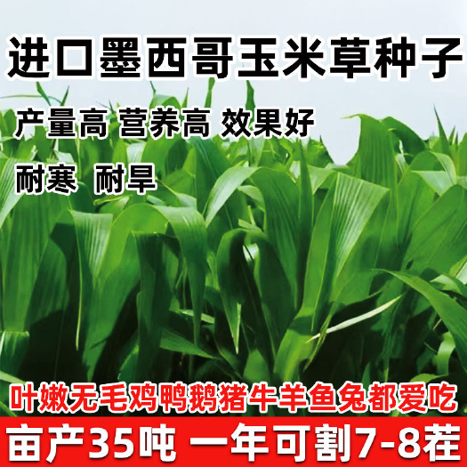 嘉祥县墨西哥牧草四季养殖多年生