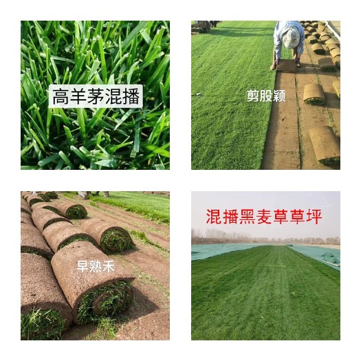 石家庄果岭草草皮