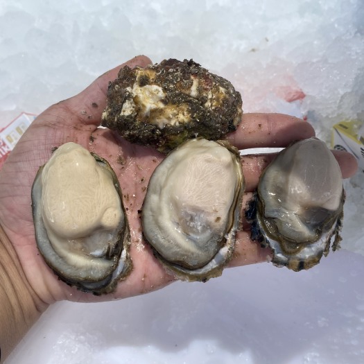 诏安县福建生蚝网红生蚝小包装烧烤蚝漳州生蚝牡蛎海蛎深海蚝高压锅蚝