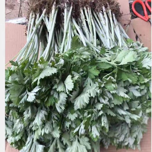 唐河县艾草苗宛艾 艾叶产量益好健康之路离不了适合四季栽培