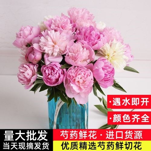 芍药鲜切花山东菏泽牡丹基地
