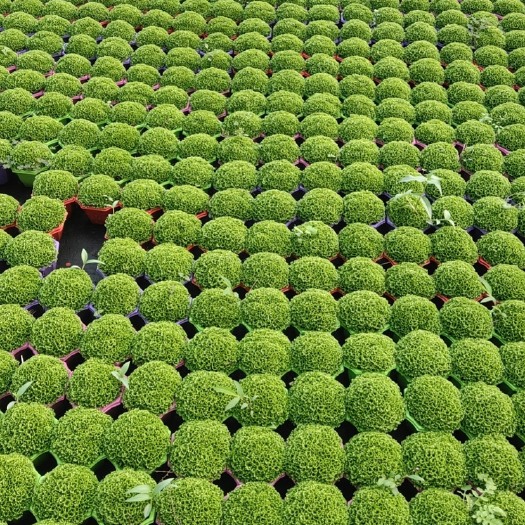 青州市绿地球
