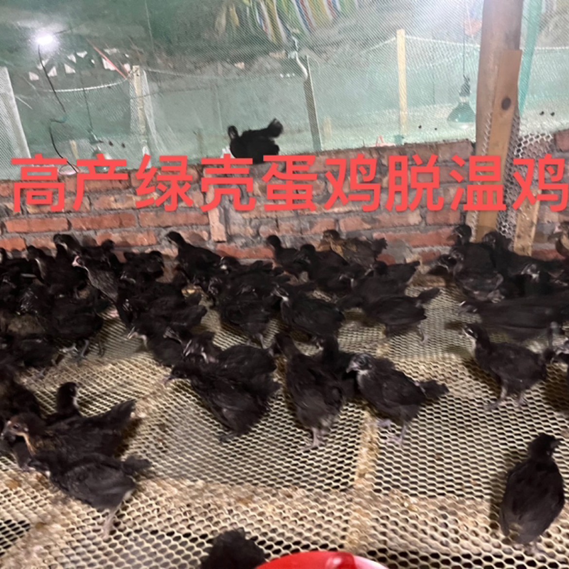 黑羽绿壳蛋鸡脱温苗黑羽产蛋多的绿壳蛋百分之九十以上