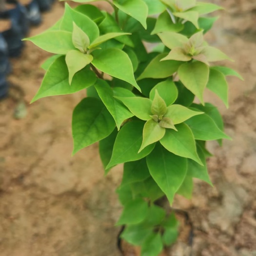 漳州三角梅同安红花饱满花多多