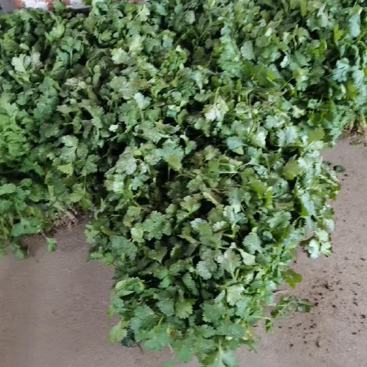 海安市大叶香菜