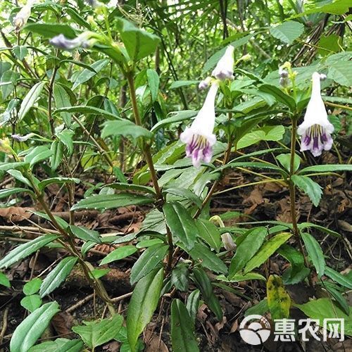 贵州新鲜石吊兰 石豇豆 接骨生 岩泽兰