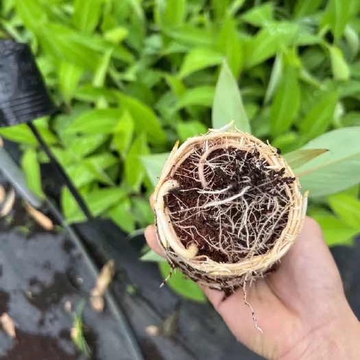 雷州市桂焦一号  巴西  粉蕉 等苗