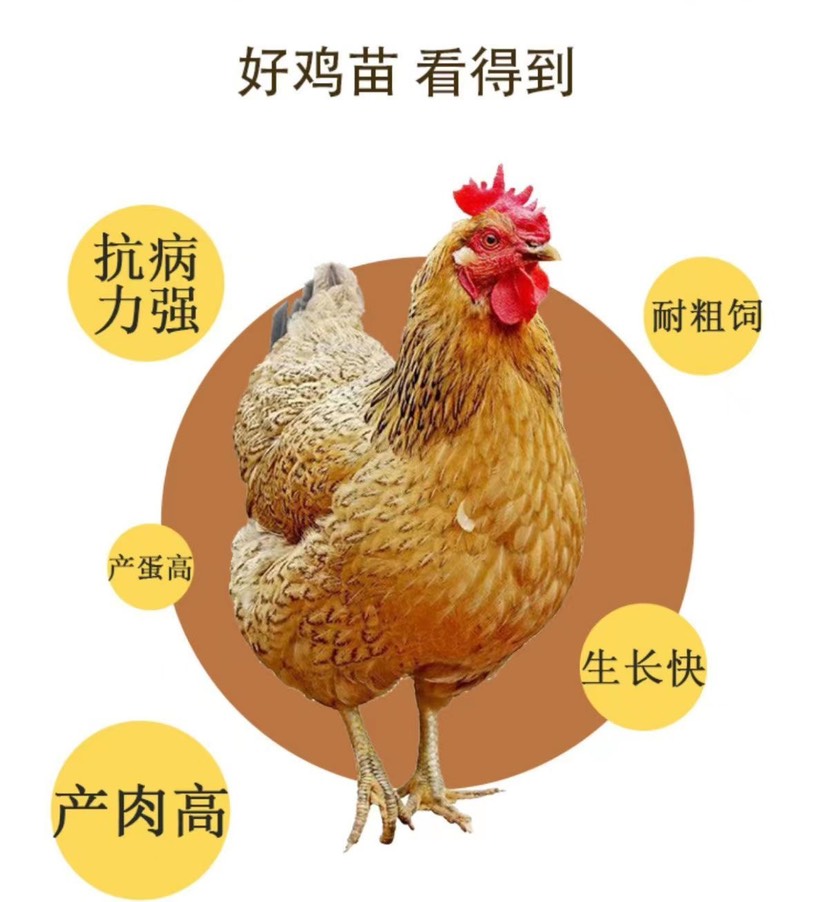 出售k901鸡苗麻黄鸡苗快大型麻鸡苗