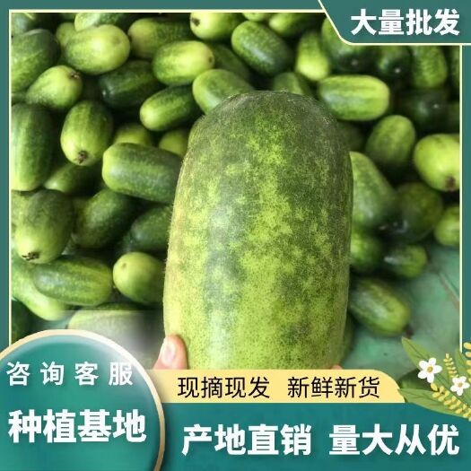 莘县小冬瓜.绿皮冬瓜.青冬瓜.莘县产区一手货源