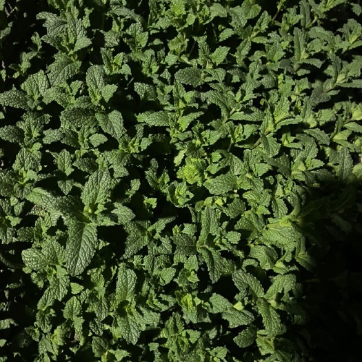 青州市薄荷