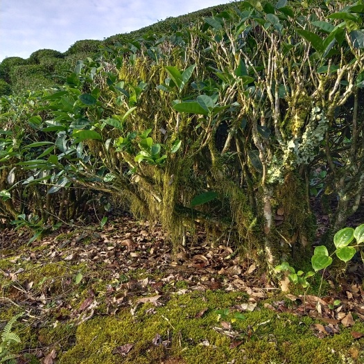 建瓯市百年老枞水仙茶