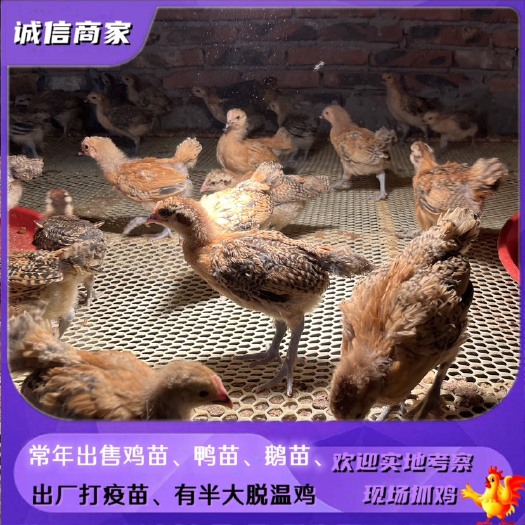 衡阳农村放养土鸡苗架子鸡青脚土鸡脱温苗半大的量大优惠