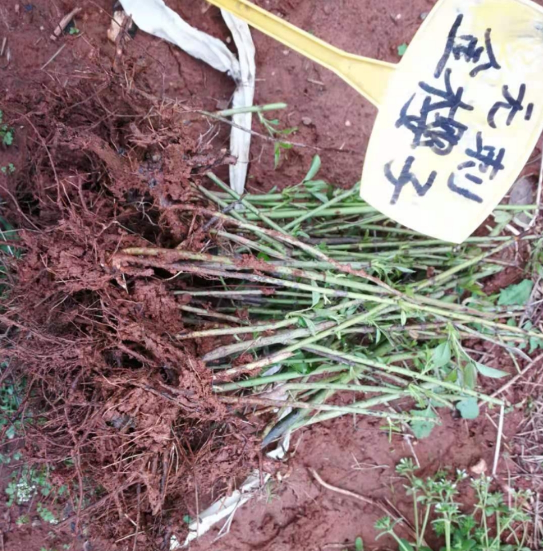 无刺金樱子苗 金樱子苗批发