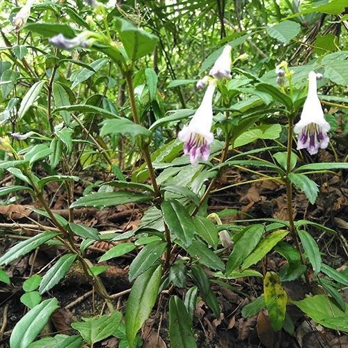 贵州新鲜石吊兰 石豇豆 接骨生 岩泽兰