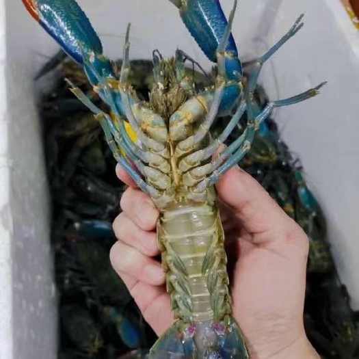 化州市澳洲淡水小龙虾