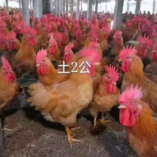 广州土二母土二公