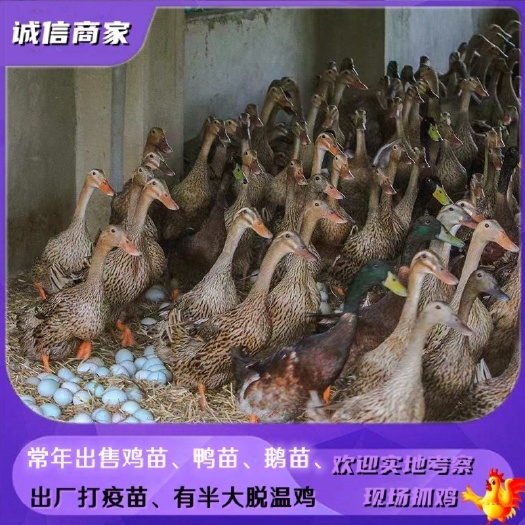 衡阳江南蛋鸭苗金锭鸭苗青壳4号一年四季均出售