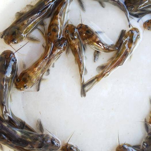 优质黄颡鱼苗，黄辣丁苗，基地直供 保质保量 供货上门