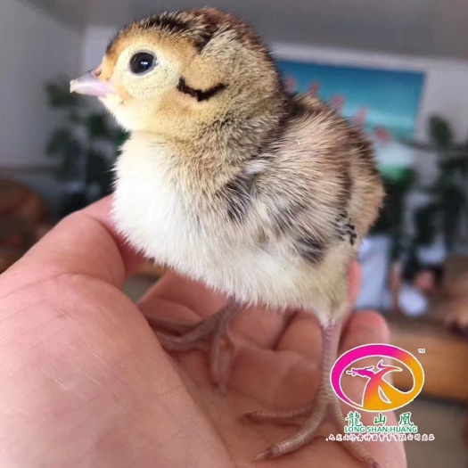 广州山鸡苗