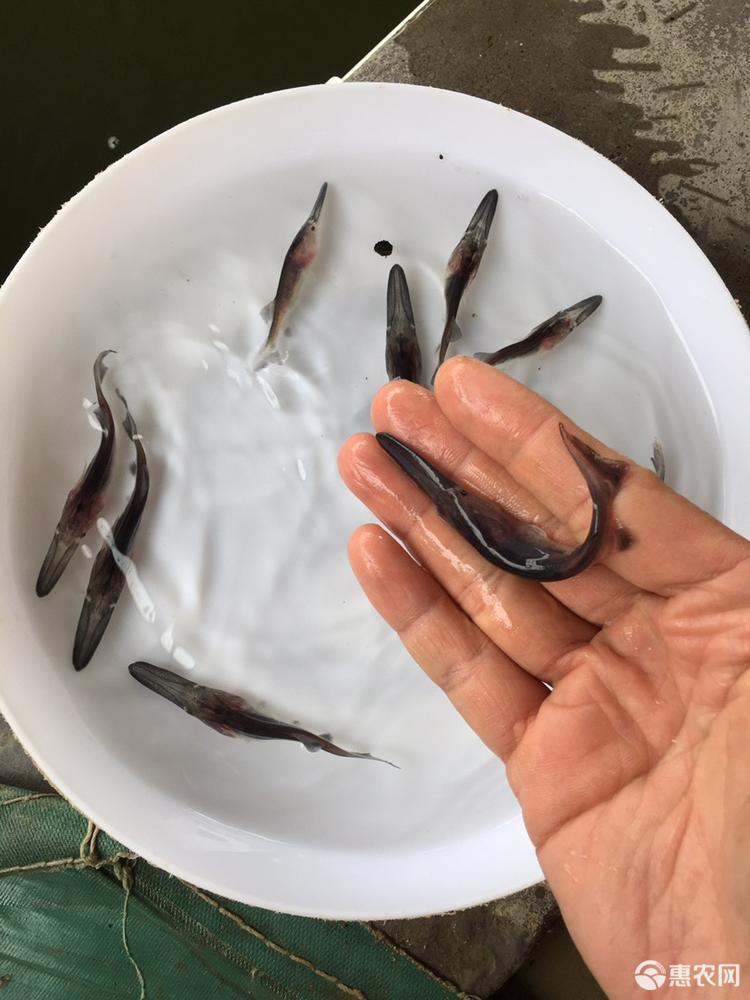 基地直供优质鸭嘴鱼苗 质量好 存活率好