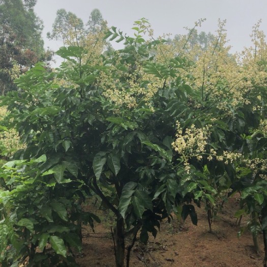 灵山县黑黄皮果苗果树 盘载苗 地载苗 1～5苗苗 1～4公分粗