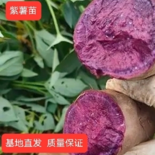 红薯苗徐紫八号红薯苗澳洲紫白红薯苗脱毒苗原种苗基地直发质量好