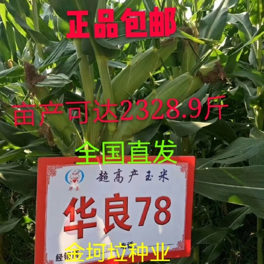 华良78玉米种 产 量高大棒矮杆抗病抗倒伏早熟杂交玉米种子