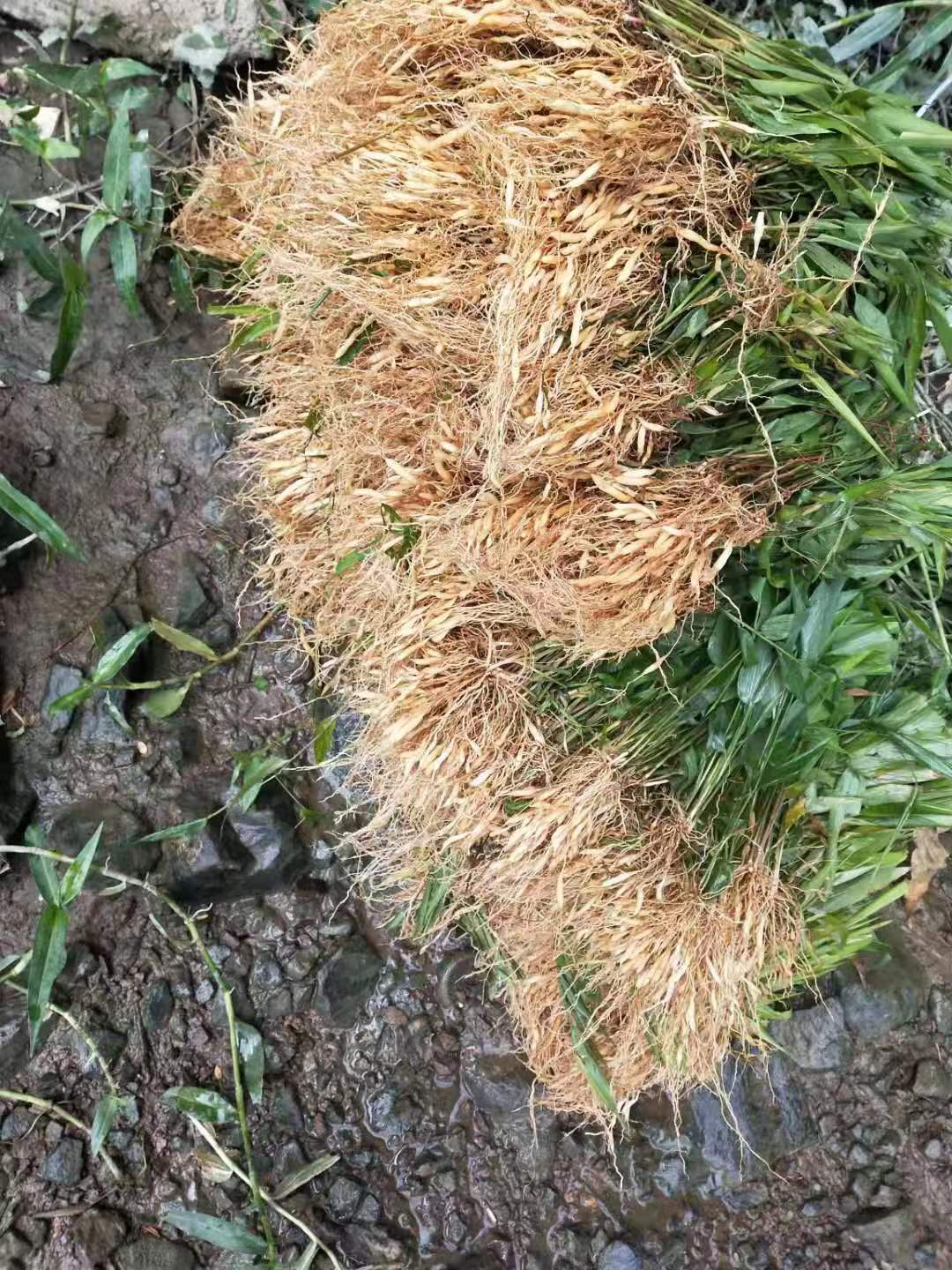 淡竹叶苗