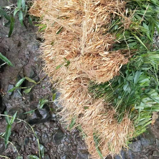 淡竹叶苗