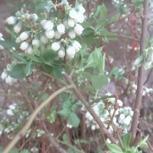 北京盆栽蓝莓苗