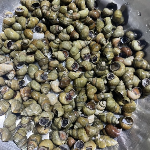 沭阳县清水螺蛳￼
