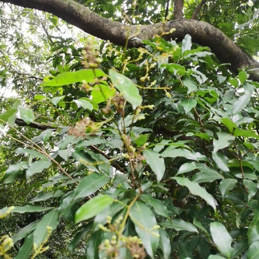 深圳深圳南山荔枝